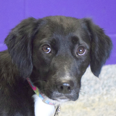 Spanador Dogs for adoption in Huntley, IL, USA