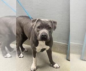 Mutt Dogs for adoption in Las Vegas, NV, USA