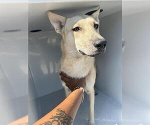 German Shepherd Dog Dogs for adoption in Houston, TX, USA