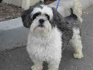 Shih Tzu Dogs for adoption in Corona, CA, USA