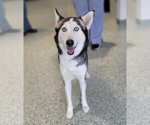 Siberian Husky-Unknown Mix Dogs for adoption in Salisbury, NC, USA