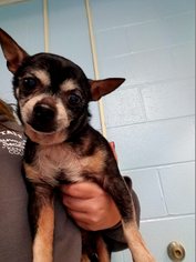Chihuahua Dogs for adoption in Chestertown, MD, USA