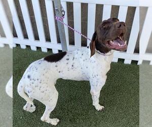 German Shorthaired Pointer Dogs for adoption in Modesto, CA, USA