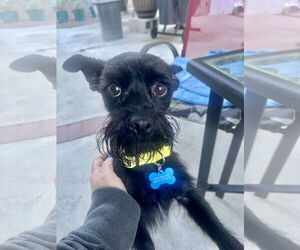 Mutt Dogs for adoption in Corona, CA, USA