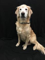 Golden Retriever Dogs for adoption in Washougal, WA, USA