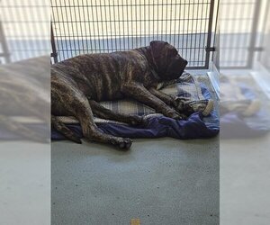 Mastiff Dogs for adoption in Norfolk, VA, USA