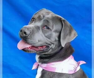 American Pit Bull Terrier Dogs for adoption in Pasadena, CA, USA