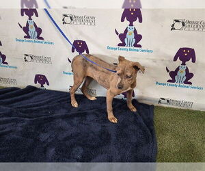 Catahoula Leopard Dog-Unknown Mix Dogs for adoption in Orlando, FL, USA