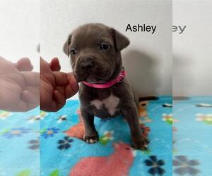 American Pit Bull Terrier-Labrador Retriever Mix Dogs for adoption in Incline Village, NV, USA