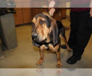 Bloodhound Dogs for adoption in Modesto, CA, USA