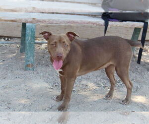 American Pit Bull Terrier-Pointer Mix Dogs for adoption in El Centro, CA, USA