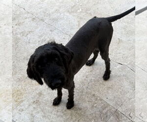 Poodle (Miniature) Dogs for adoption in Boca Raton, FL, USA