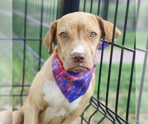 Boxer-Unknown Mix Dogs for adoption in San Antonio, TX, USA