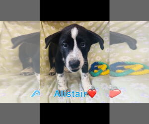 Huskies -Labrador Retriever Mix Dogs for adoption in Sterling, MA, USA