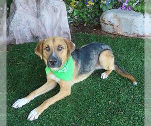 German Shepherd Dog-Unknown Mix Dogs for adoption in Oklahoma City, OK, USA