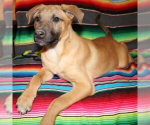 Rhodesian Ridgeback Dogs for adoption in Von Ormy, TX, USA