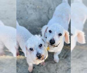 Medium Photo #1 Maltipoo Puppy For Sale in Seal Beach, CA, USA