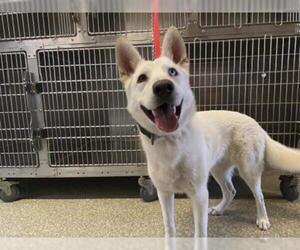 - Mix Dogs for adoption in pomona, CA, USA