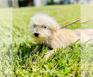 Maltese-Unknown Mix Dogs for adoption in Pacolet, SC, USA