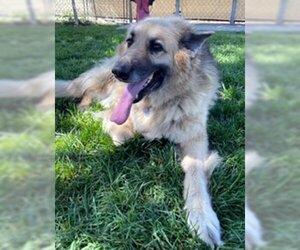 German Shepherd Dog-Unknown Mix Dogs for adoption in Ventura, CA, USA