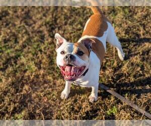 Bulldog-Unknown Mix Dogs for adoption in Ocala, FL, USA