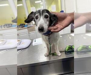 Beagle-Parson Russell Terrier Mix Dogs for adoption in Forestville, MD, USA