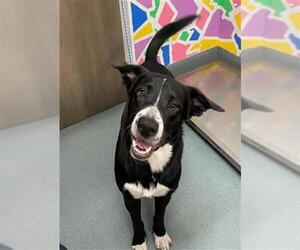 Labrador Retriever Dogs for adoption in Baytown, TX, USA