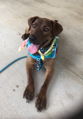 Labrador Retriever Dogs for adoption in Garner, NC, USA
