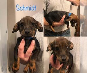 Dachshund Dogs for adoption in Newport, KY, USA