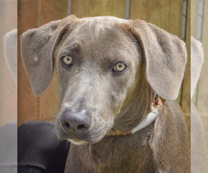 Unknown-Weimaraner Mix Dogs for adoption in Huntley, IL, USA