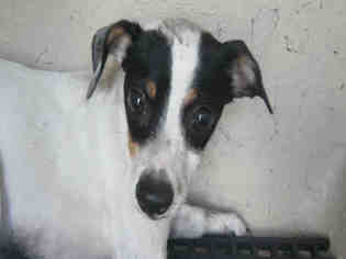 Medium Photo #1 Rat Terrier-Unknown Mix Puppy For Sale in San Antonio, TX, USA