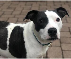 American Pit Bull Terrier-Unknown Mix Dogs for adoption in Mechanicsburg, PA, USA