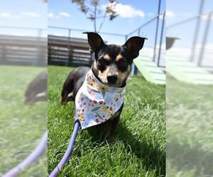 Chihuahua Dogs for adoption in Bakersfield, CA, USA