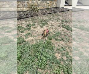 Chihuahua Dogs for adoption in San Antonio, TX, USA
