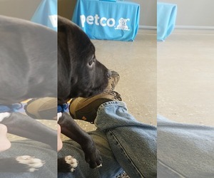 Labrador Retriever-Unknown Mix Dogs for adoption in Midland, TX, USA
