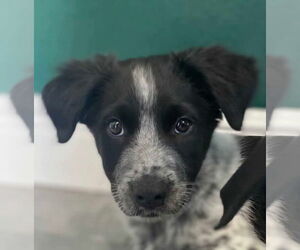 Mutt Dogs for adoption in Tampa, FL, USA