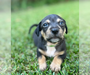 Chiweenie Dogs for adoption in OKLAHOMA CITY, OK, USA