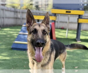 German Shepherd Dog Dogs for adoption in San Diego, CA, USA