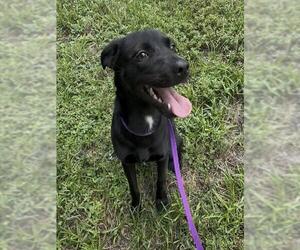 Labrador Retriever-Unknown Mix Dogs for adoption in Fort Lauderdale, FL, USA