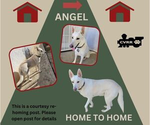 German Shepherd Dog-Unknown Mix Dogs for adoption in Lindsay, CA, USA