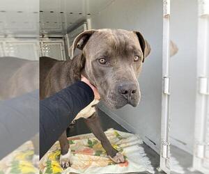 American Pit Bull Terrier Dogs for adoption in Stockton, CA, USA