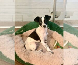 Italian Greyhuahua Dogs for adoption in Santa Clarita, CA, USA