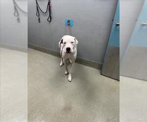 Dogo Argentino-Unknown Mix Dogs for adoption in Las Vegas, NV, USA