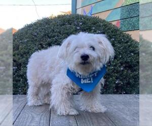 Havanese Dogs for adoption in Pacific Grove, CA, USA