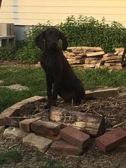 Great Dane Dogs for adoption in Mattoon, IL, USA