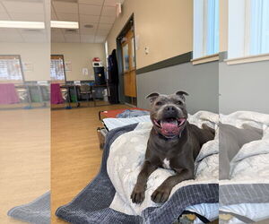 American Pit Bull Terrier Dogs for adoption in Virginia Beach, VA, USA
