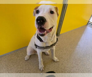 Bulldog-Pointer Mix Dogs for adoption in Ames, IA, USA