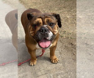 Bulldog Dogs for adoption in San Diego, CA, USA