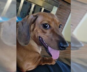 Dachshund Dogs for adoption in Wichita, KS, USA