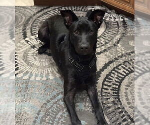Labrador Retriever-Unknown Mix Dogs for adoption in San Juan Capistrano, CA, USA